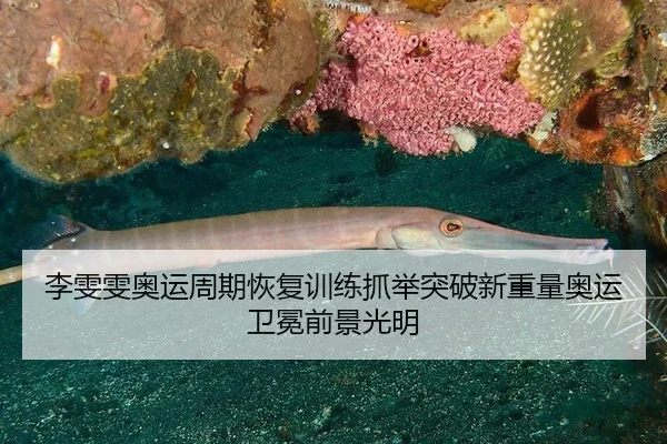 li-wen-wen-ao-yun-zhou-qi-hui-fu-xun-lian-zhua-ju-tu-po-xin-zhong-liang-ao-yun-wei-mian-qian-jing-guang-ming-3-819.jpg